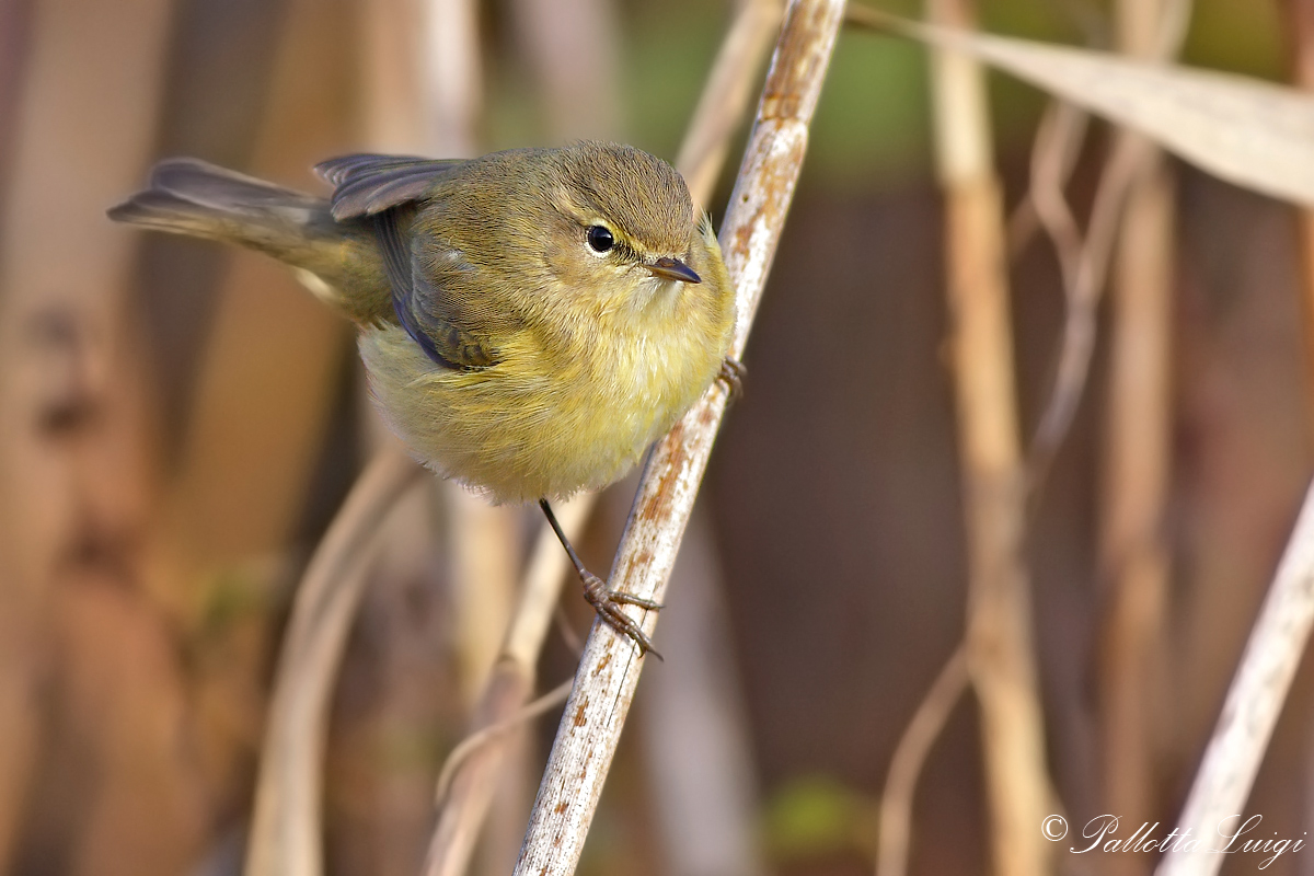 Lui piccolo (Phylloscopus collybita)