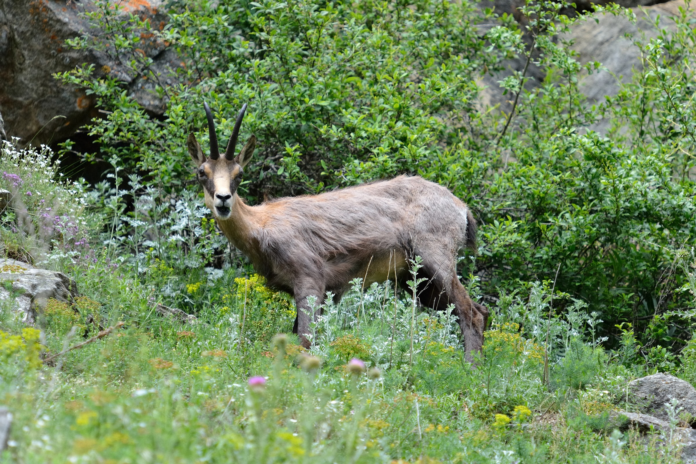 Chamois
