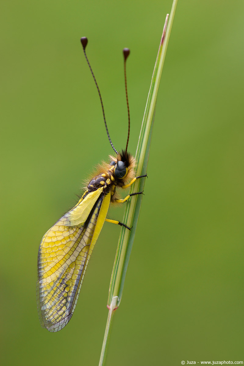Libelloides latinus, 005716