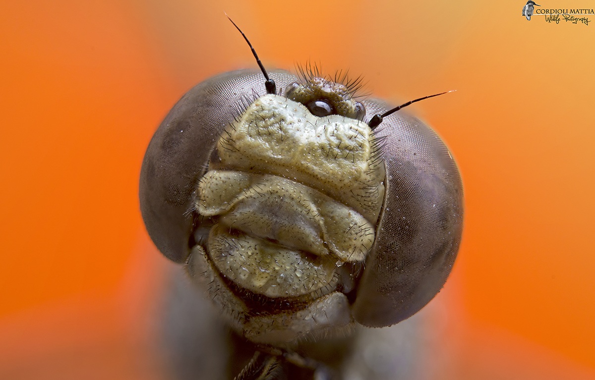 the smile of the dragonfly