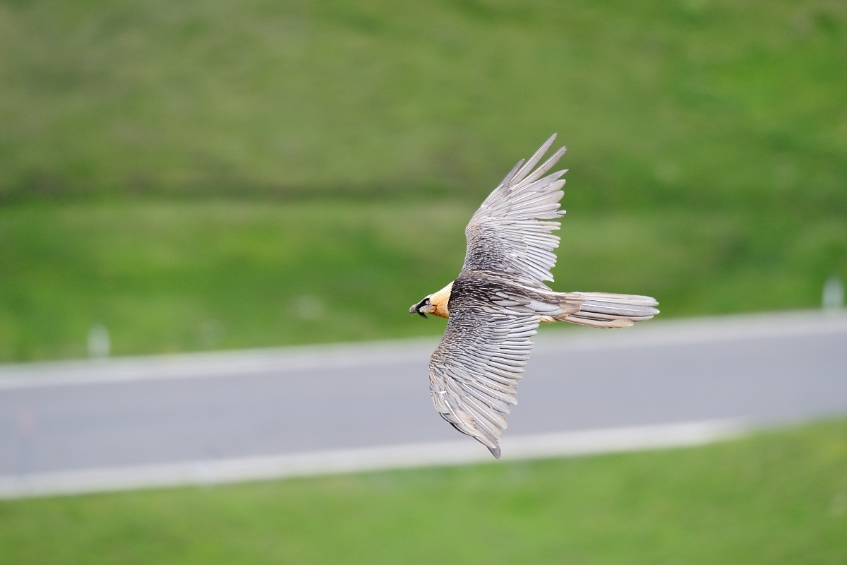 Bearded Vulture