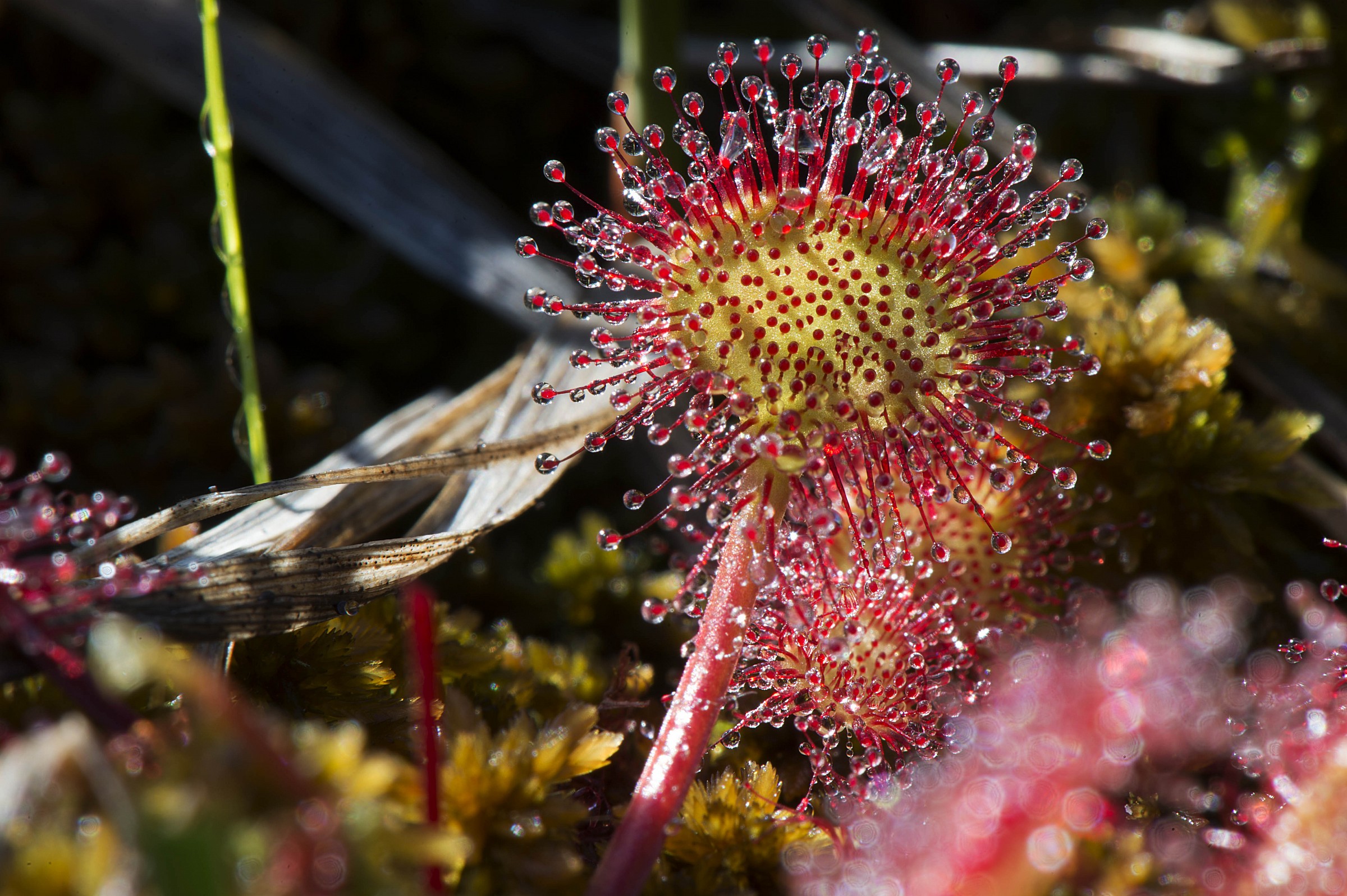 Will dose Rotundifolia
