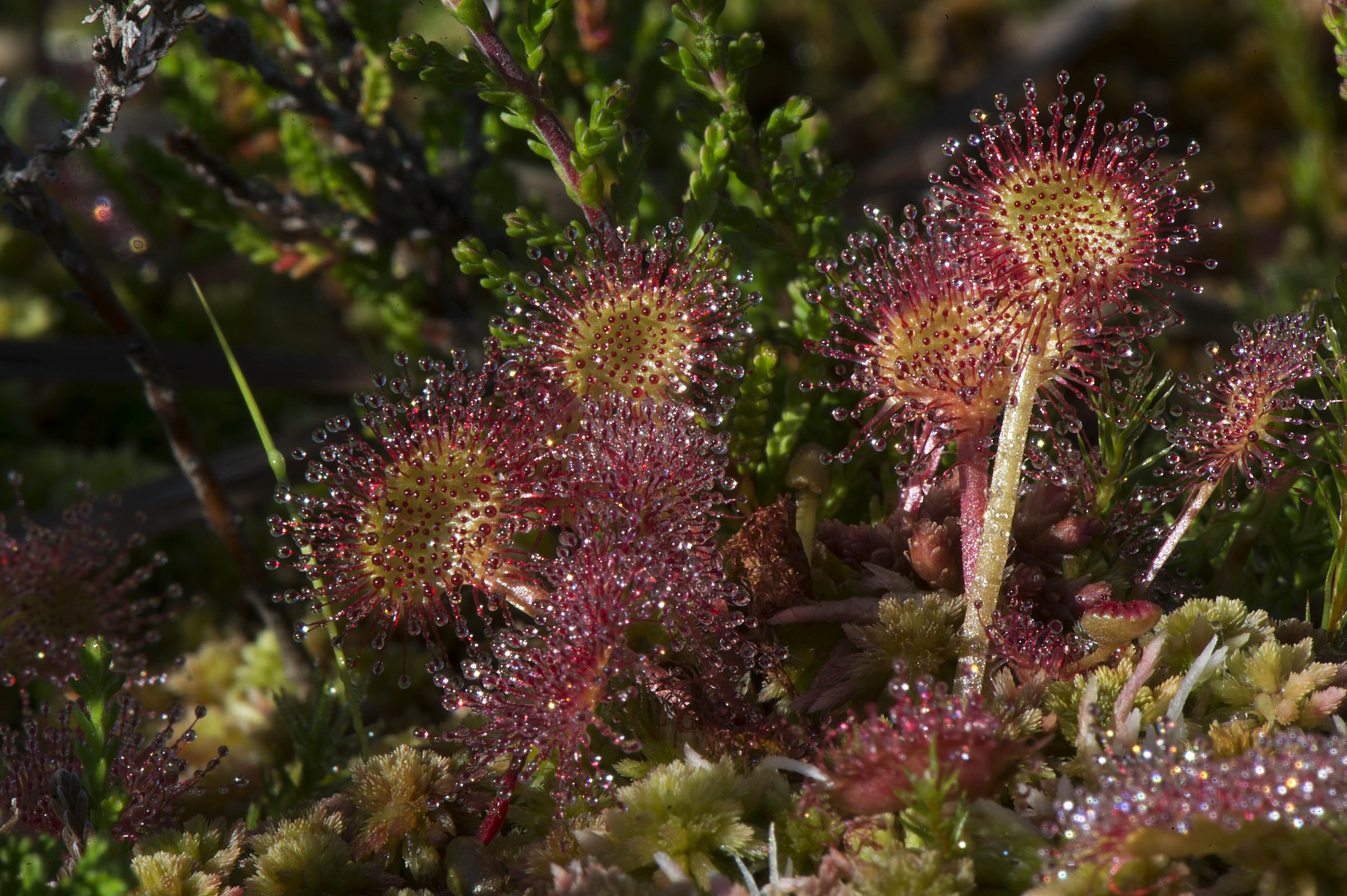 Drosera rotundifolia 2