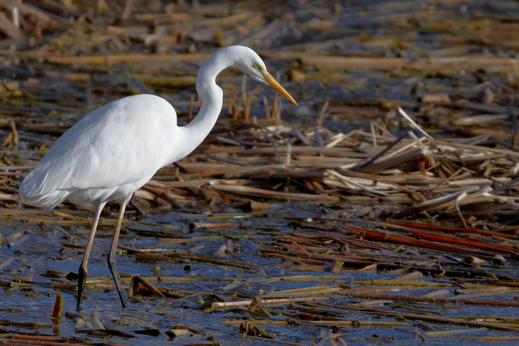 Airone bianco maggiore.