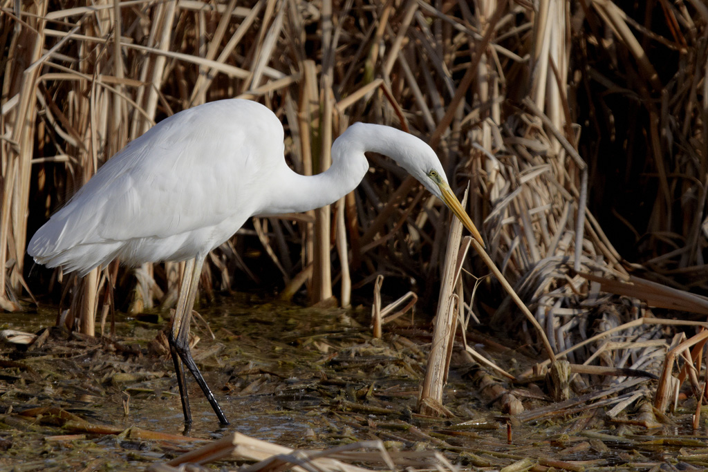 Airone bianco maggiore.