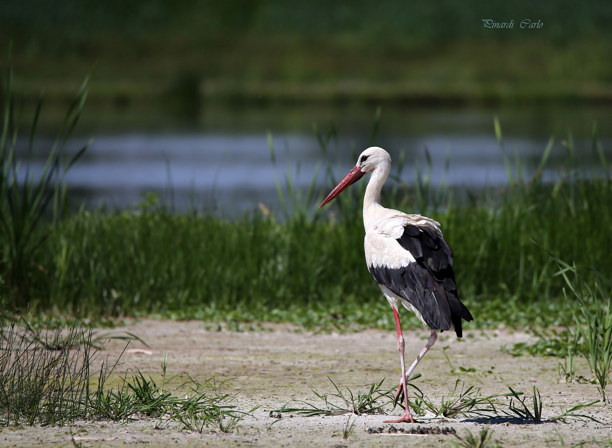 stork