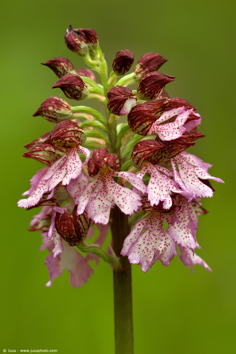 Orchis purpurea, 005282