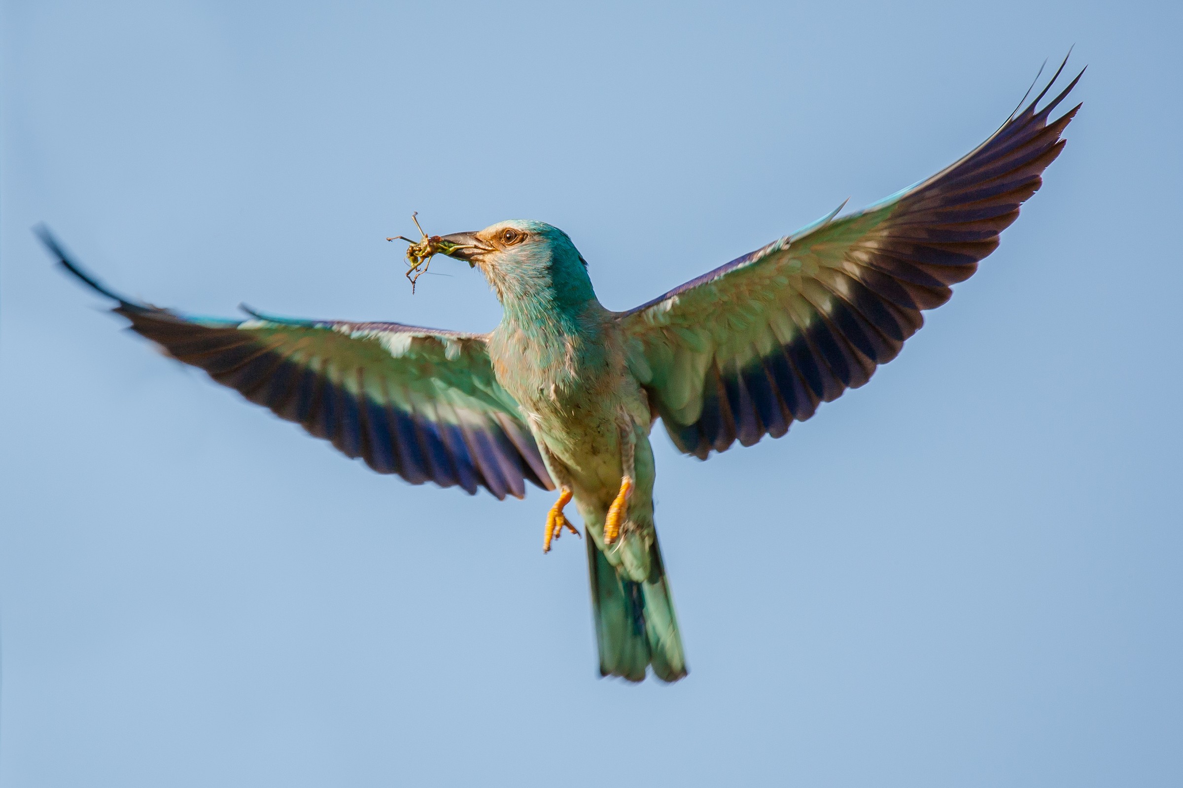European Roller