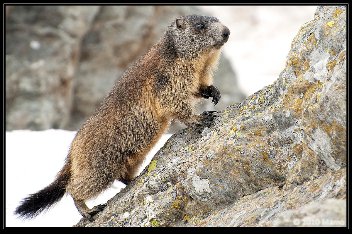 Marmot