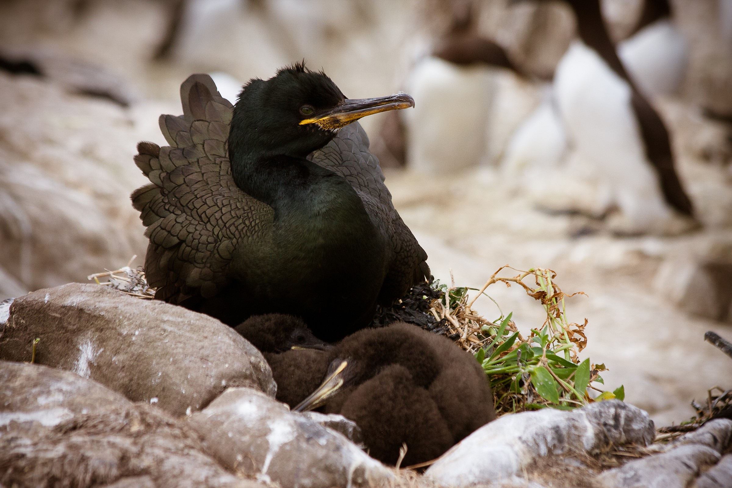 Marangone dal ciuffo (Phalacrocorax aristotelis)