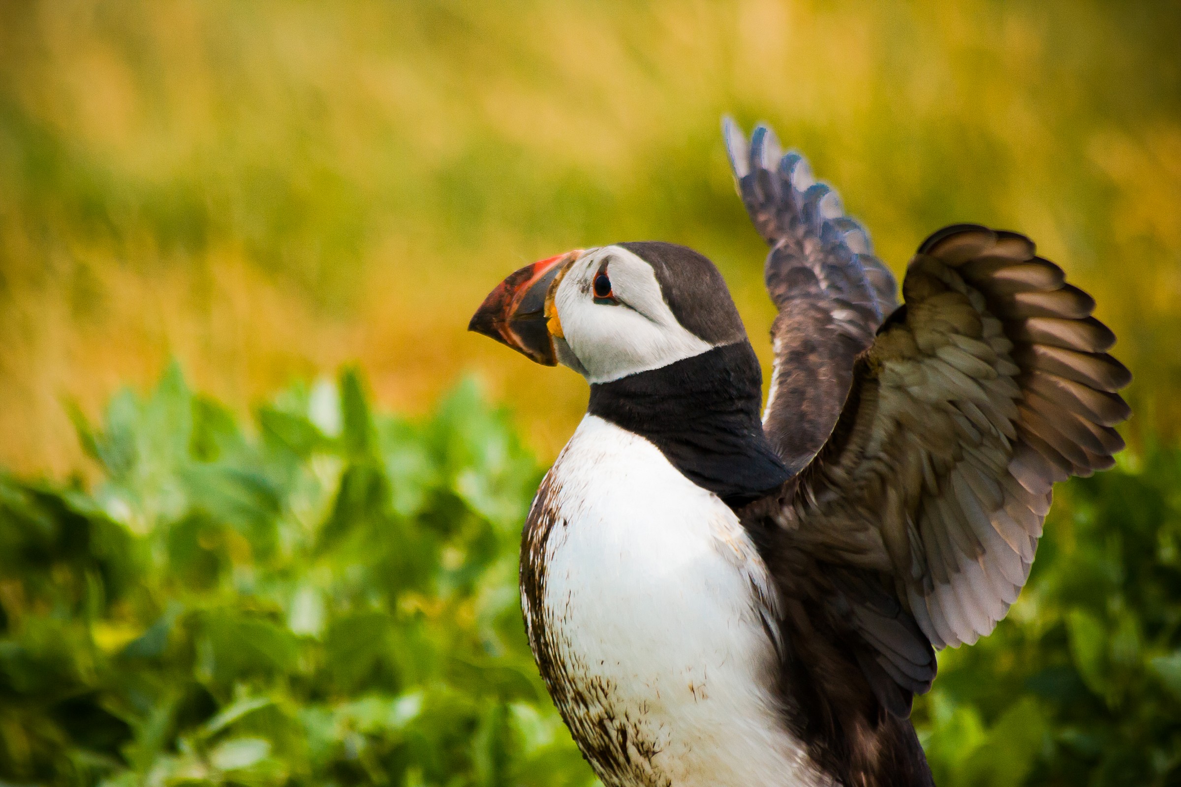 Puffin si sgranchisce le ali ...