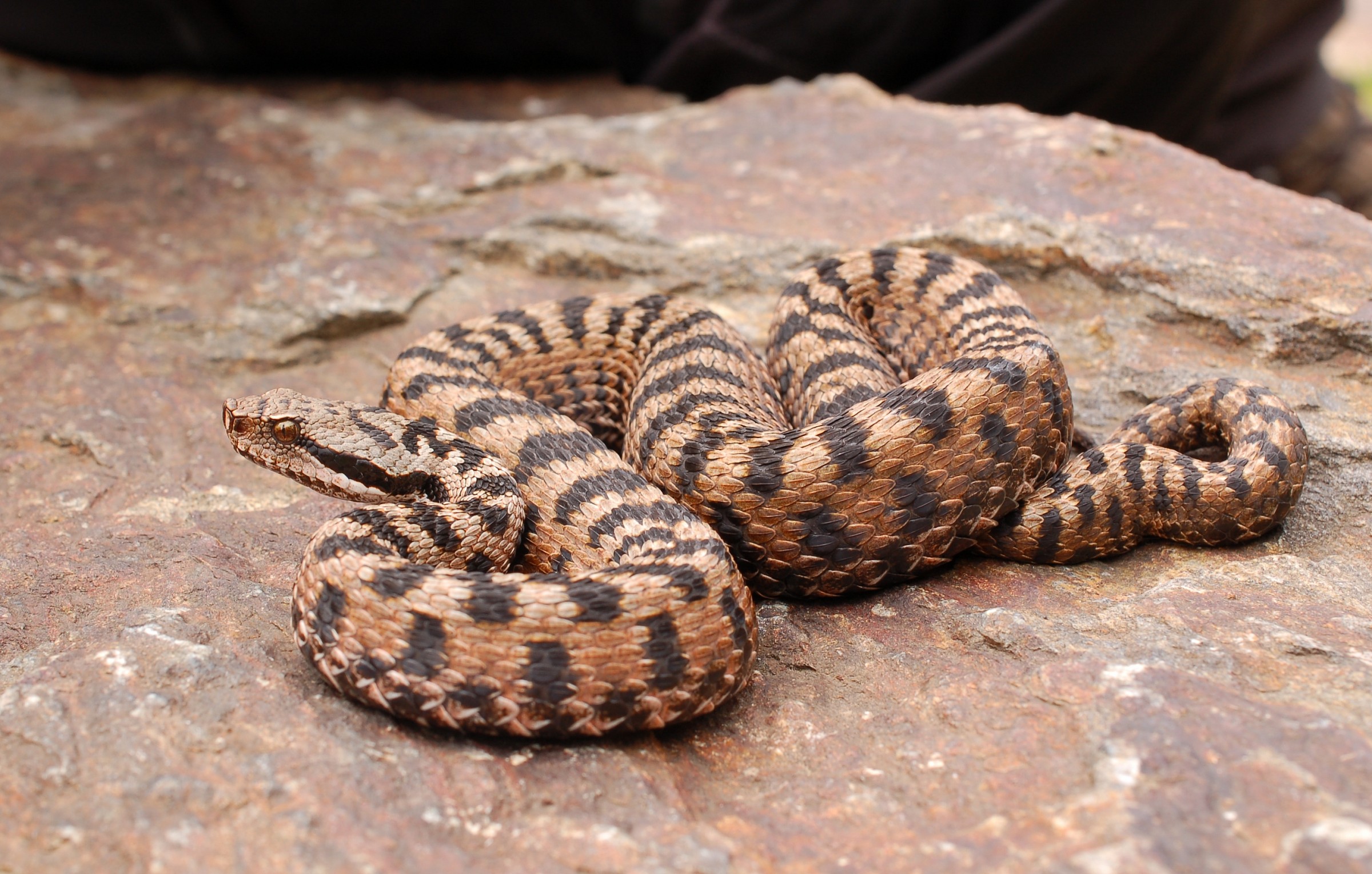 Vipera Aspis - maschio