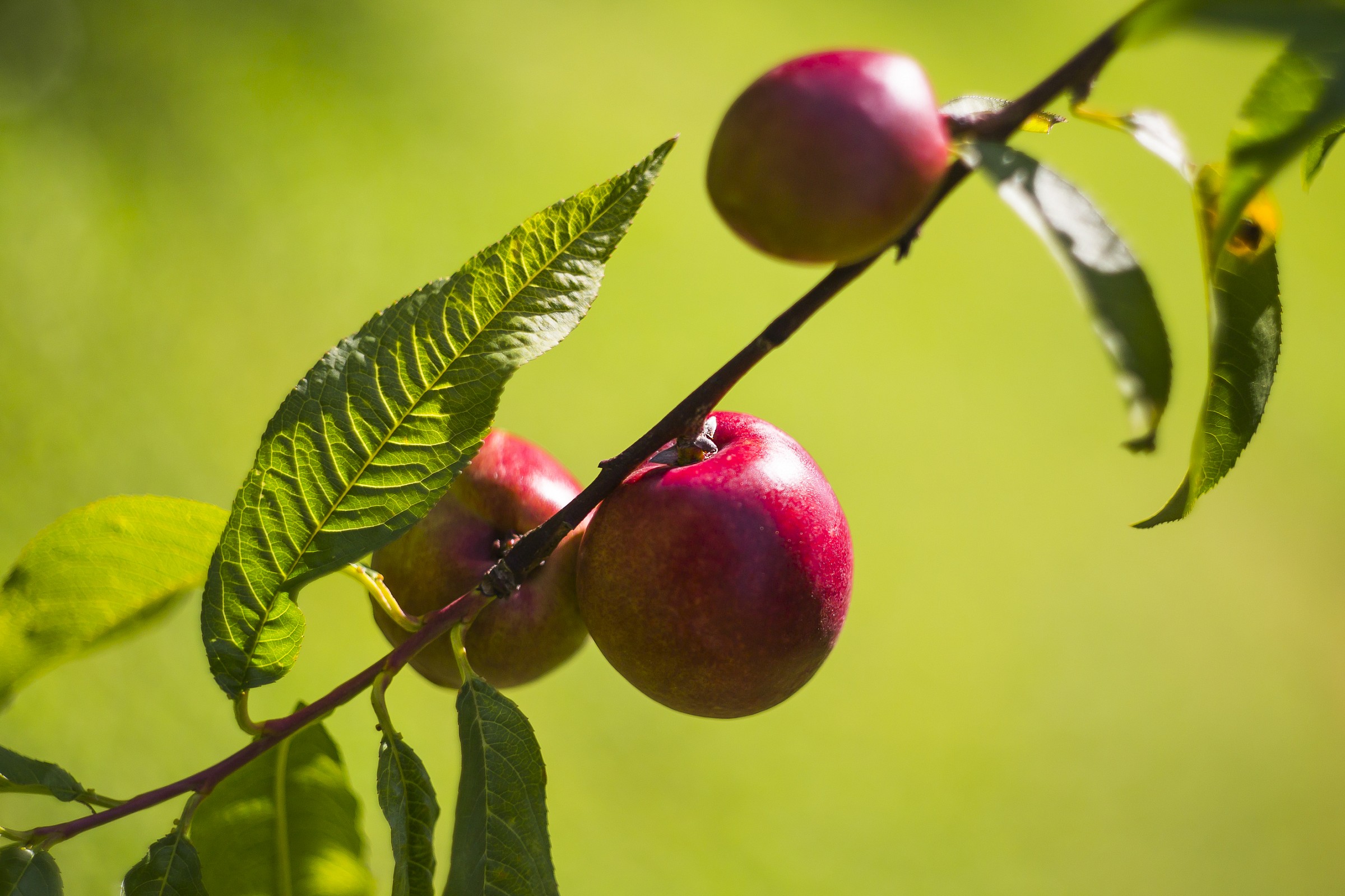 Pesche gustose per Damiana