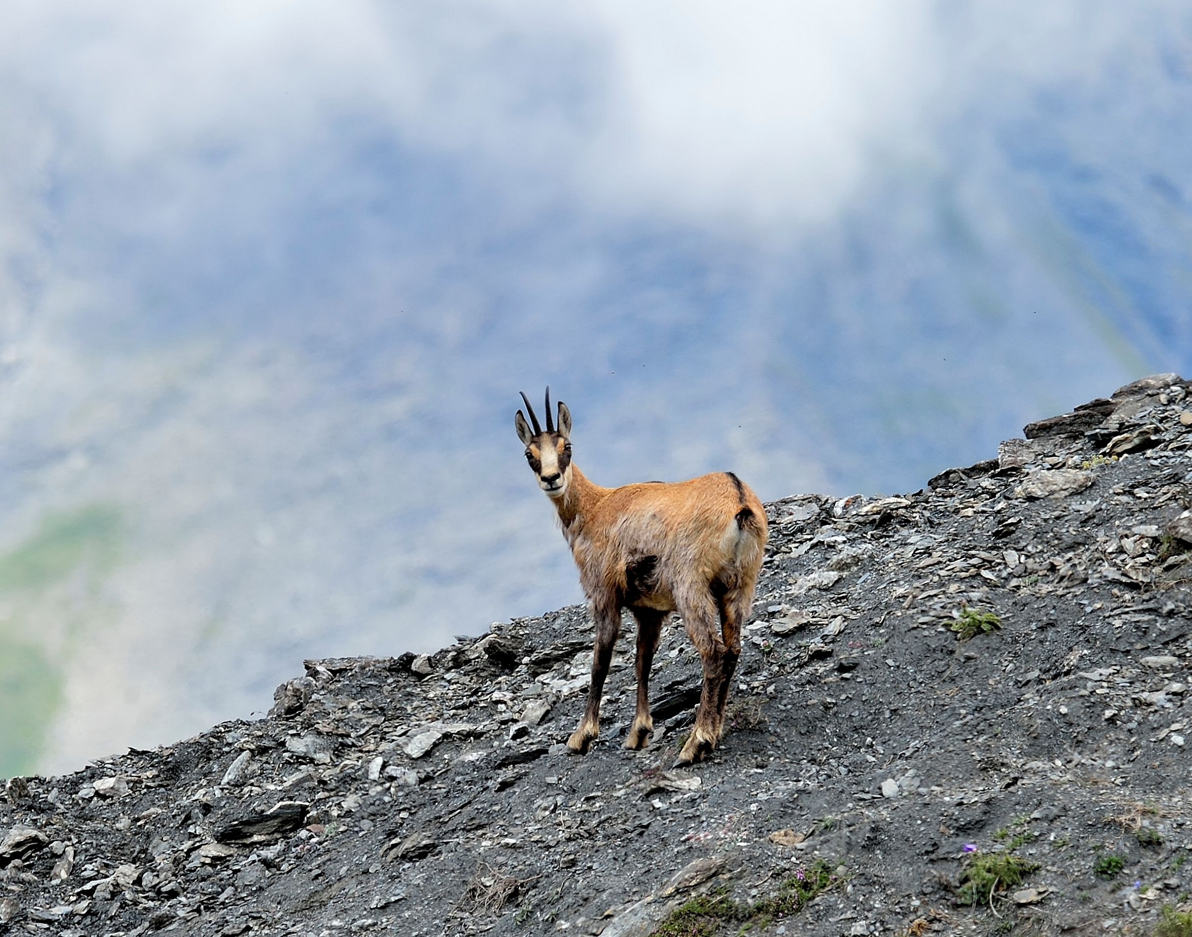 male chamois