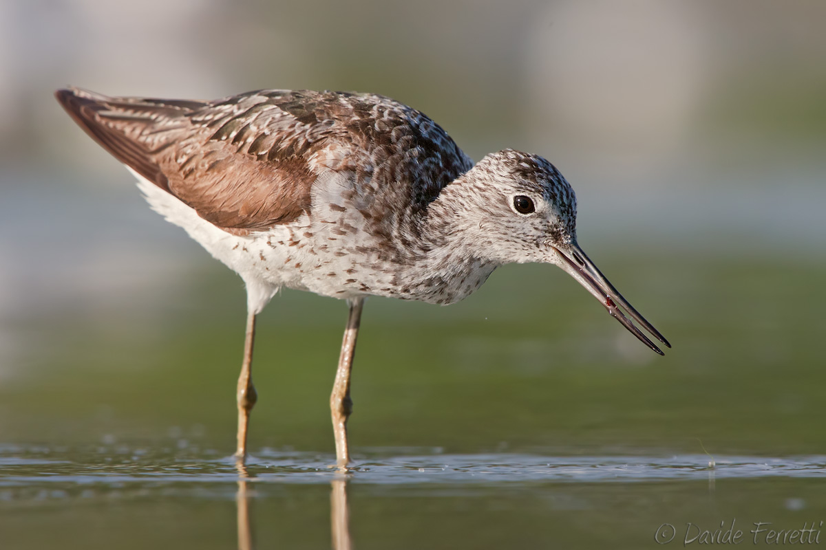 Greenshank