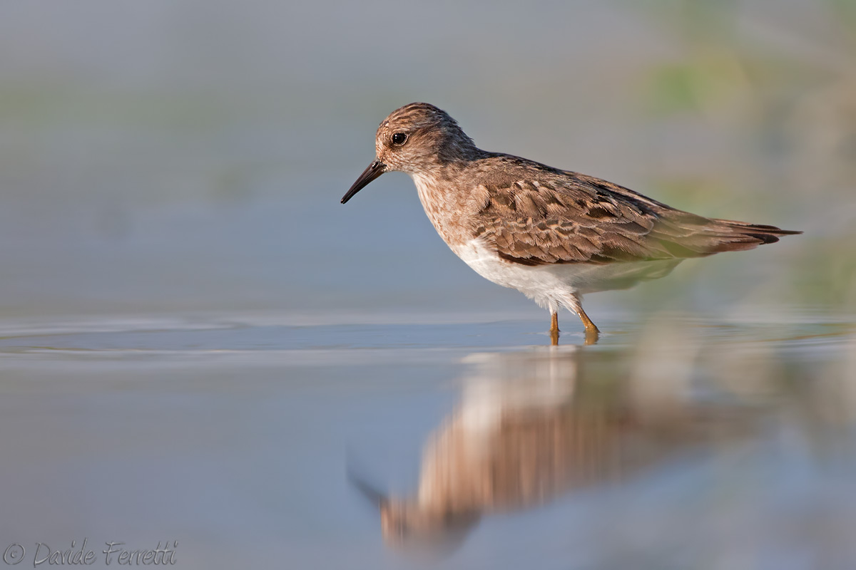 Temminck's Stint