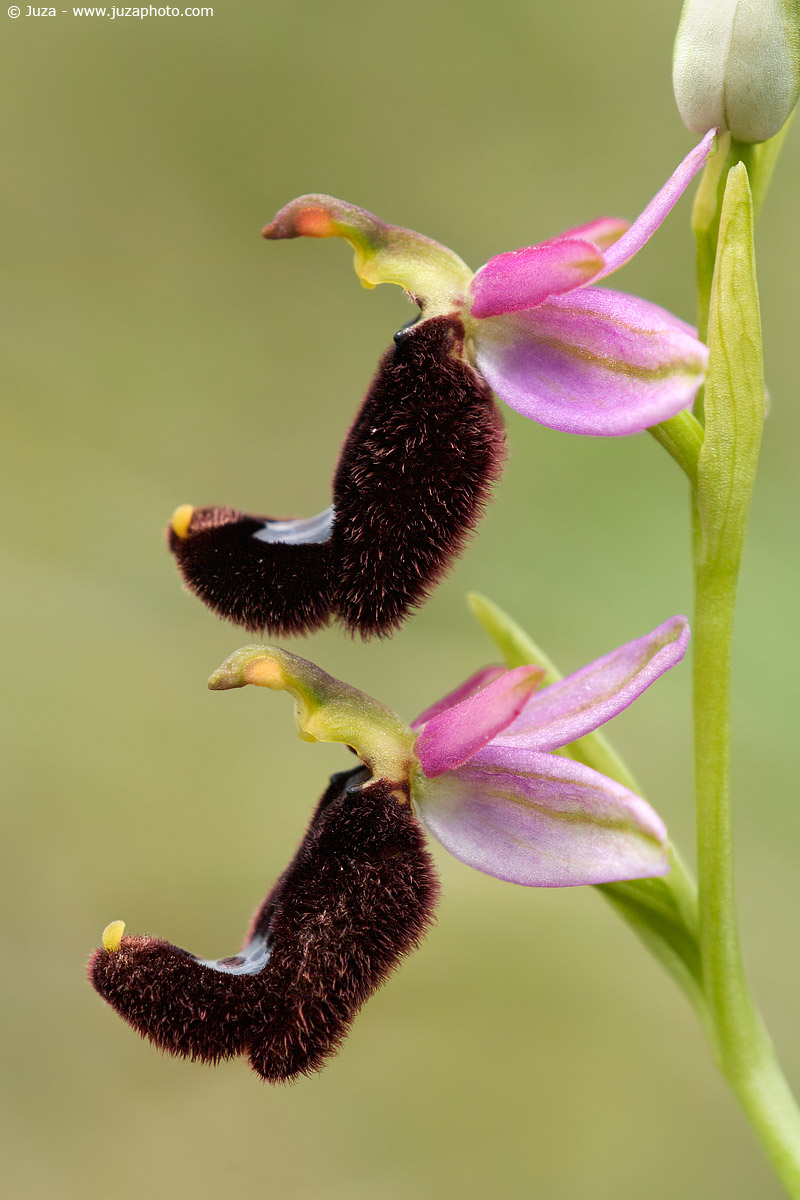Ophrys bertolonii, 005297