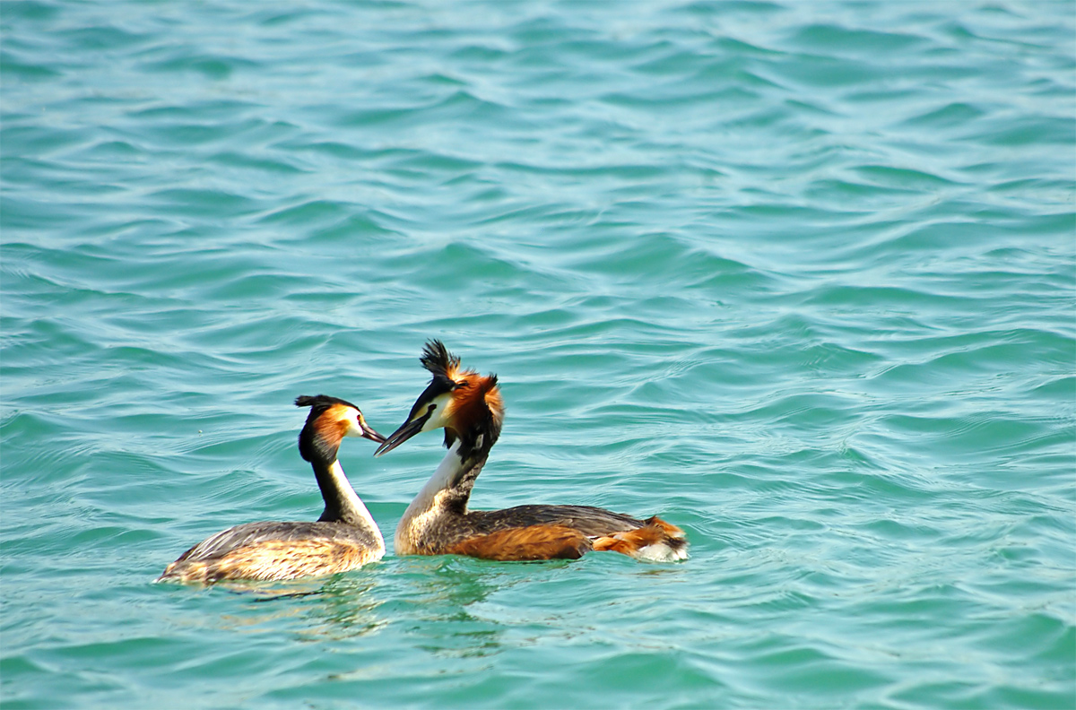 Grebes