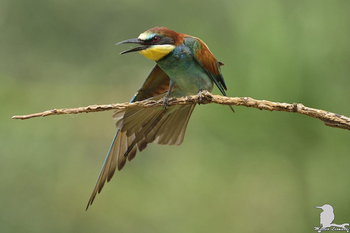 Gruccione in fase di stretching