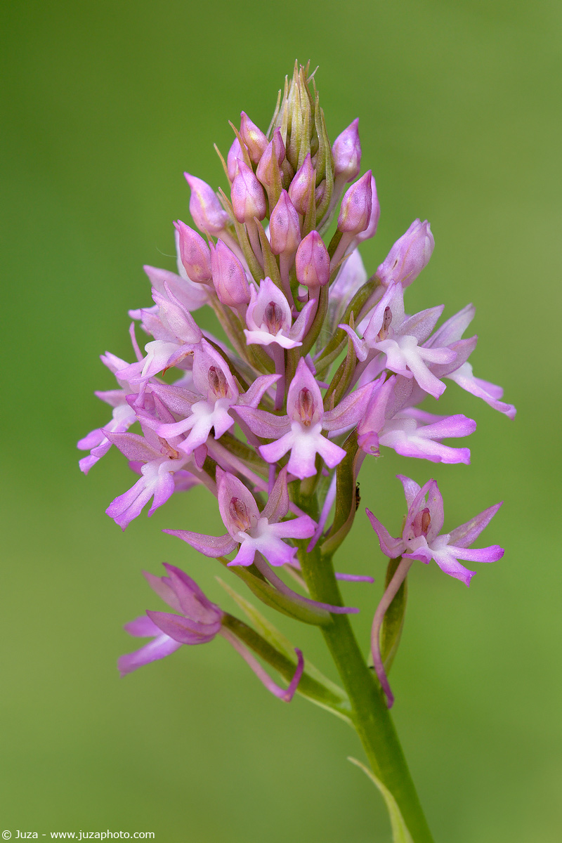 Anacamptis pyramidalis, 005597