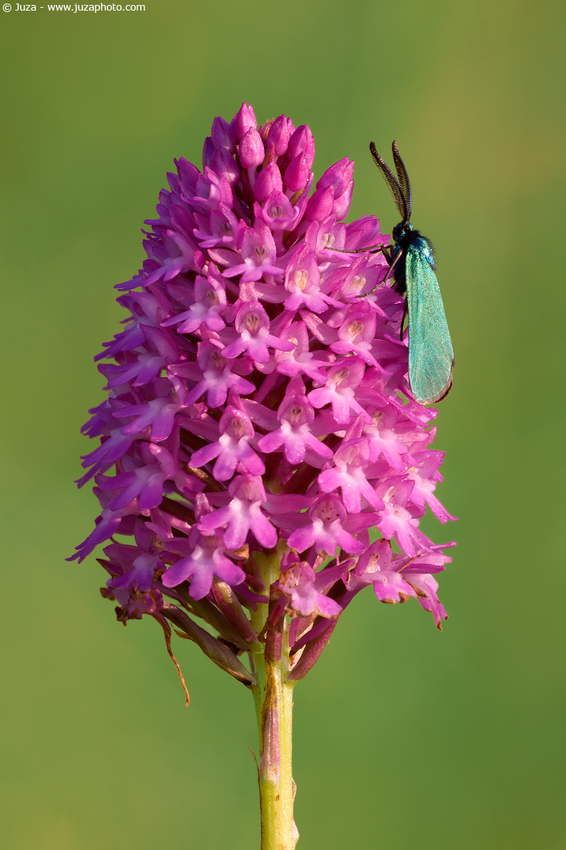 Anacamptis pyramidalis, 005706