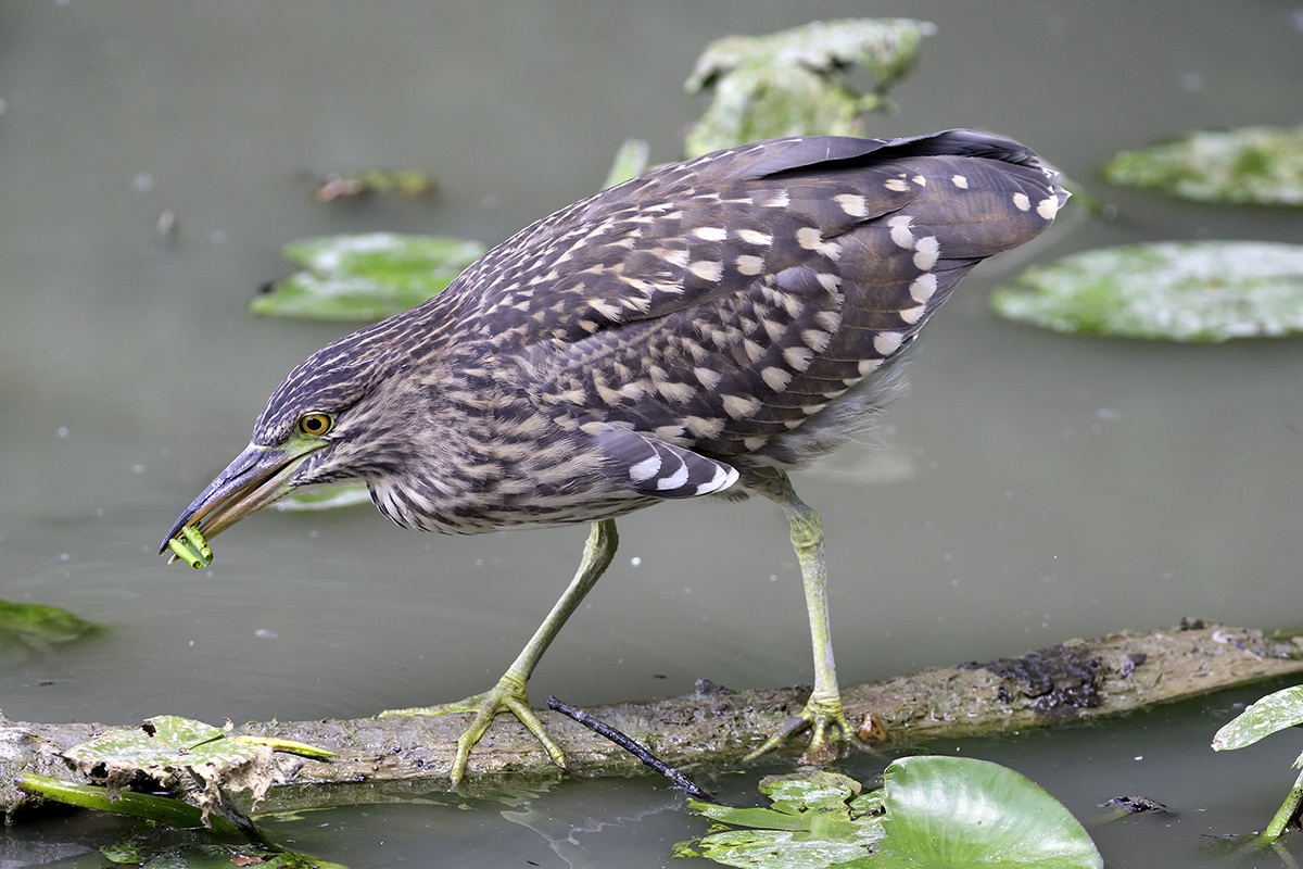 Young Night Heron