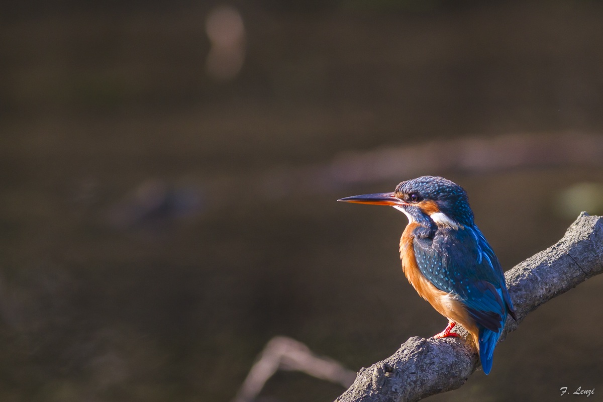 Scrutando l'orizzonte