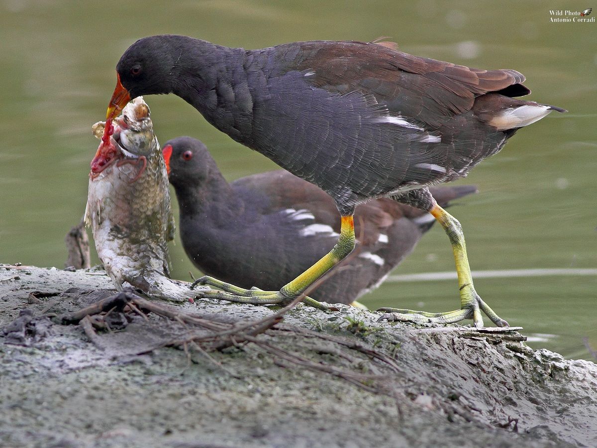 Gallinella con preda