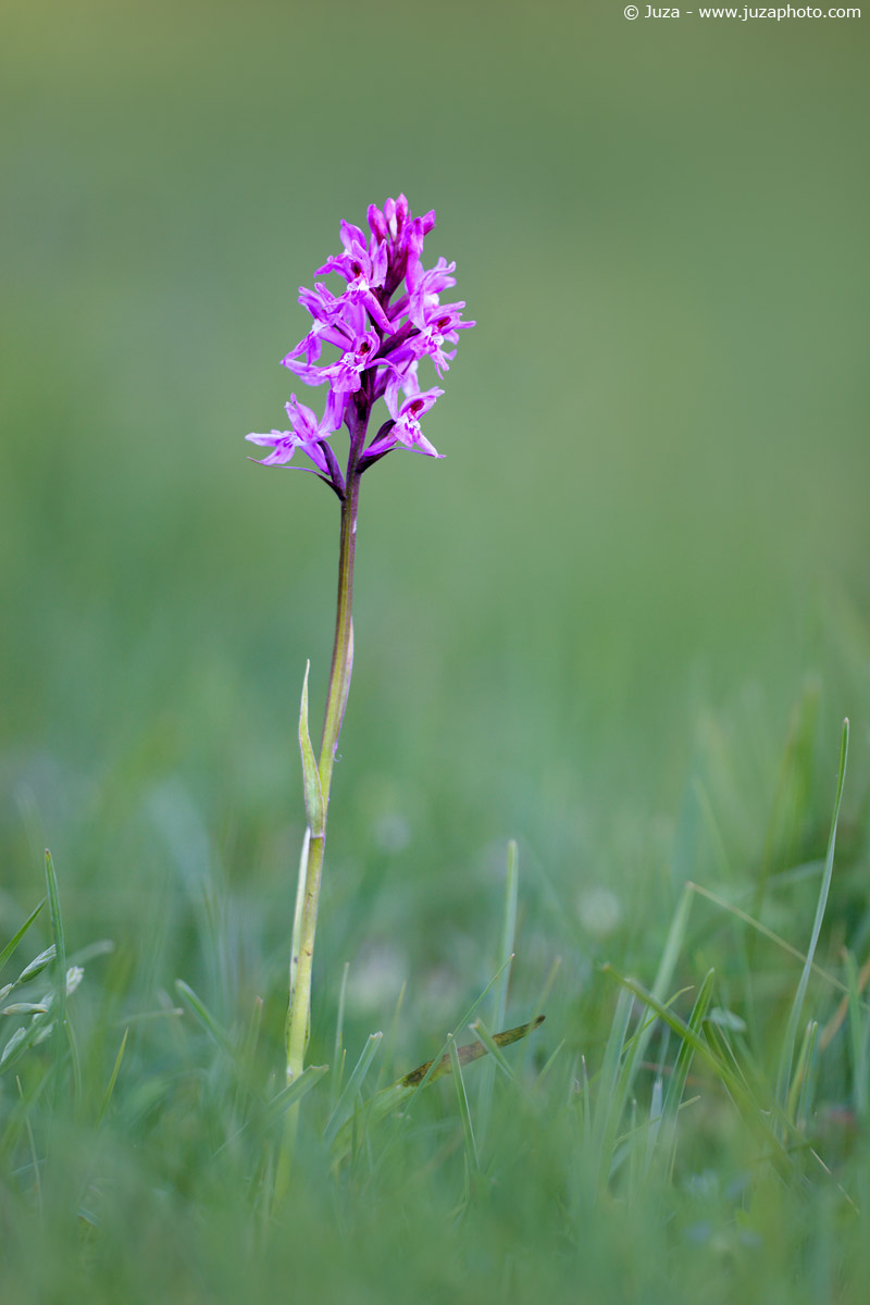 Dactylorhiza traunsteineri, 005800
