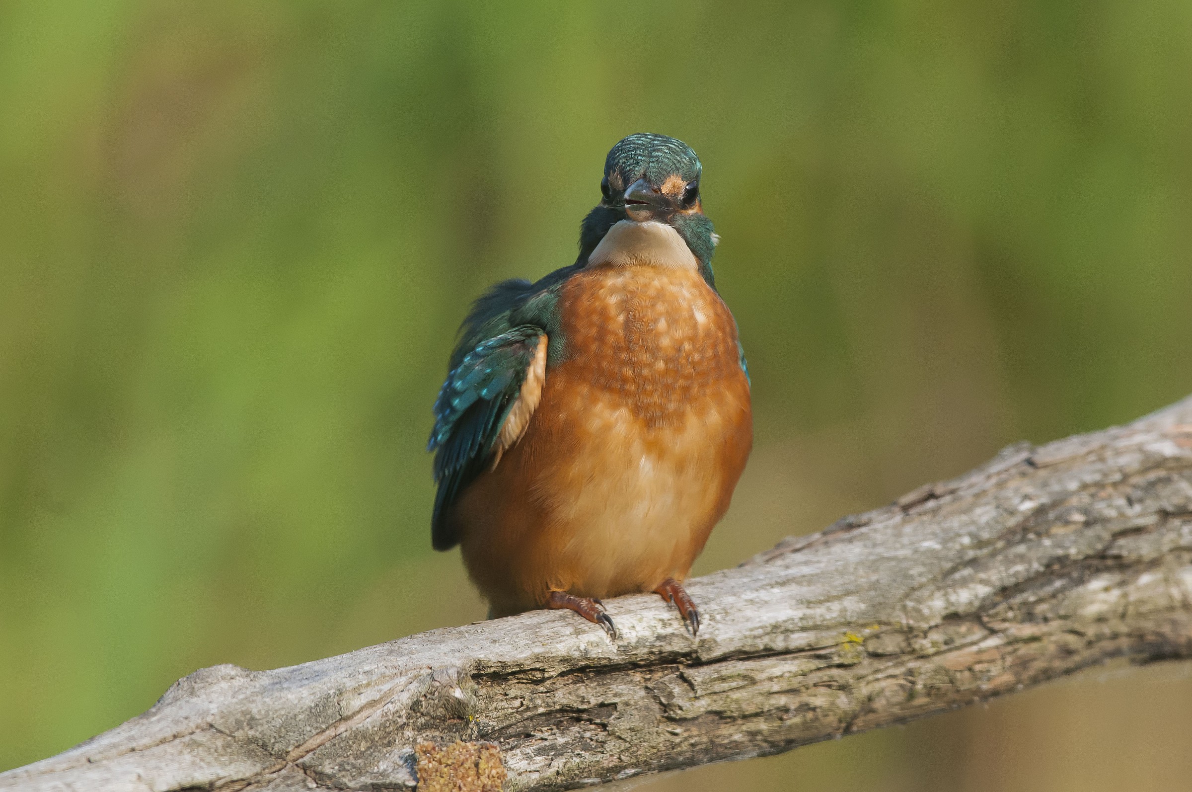 kingfisher