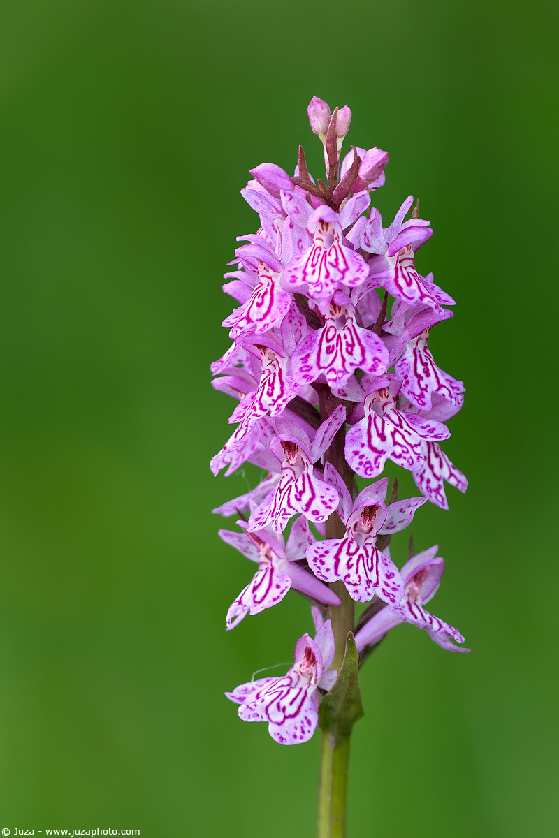 Dactylorhiza maculata, 005807