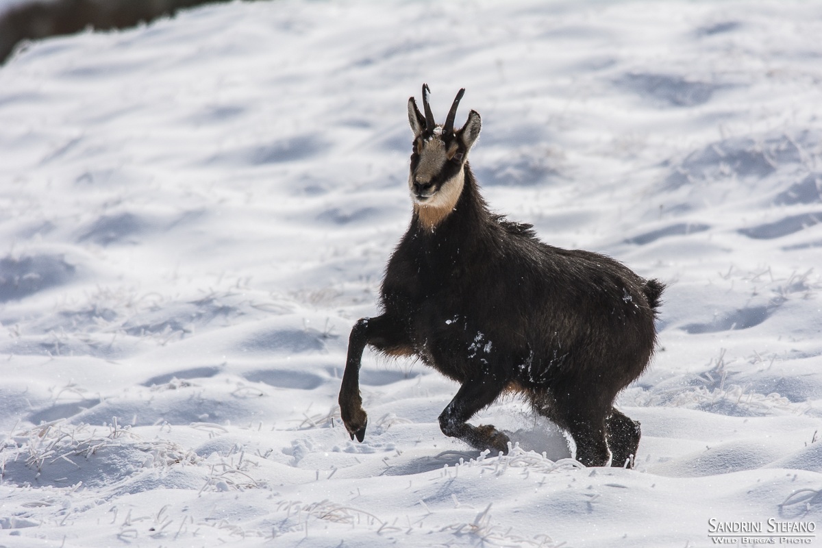 Chamois