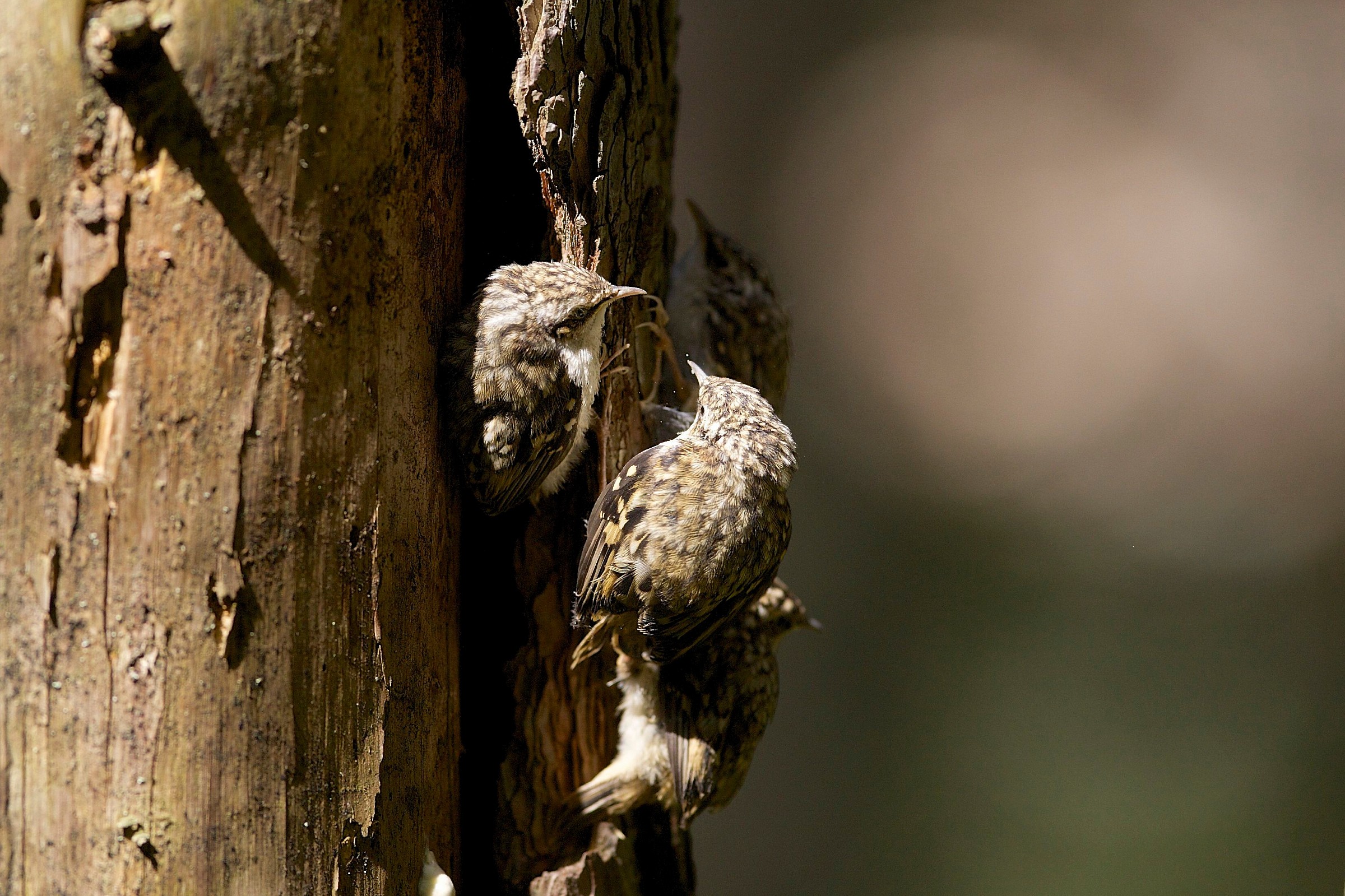 The four musketeers spruce