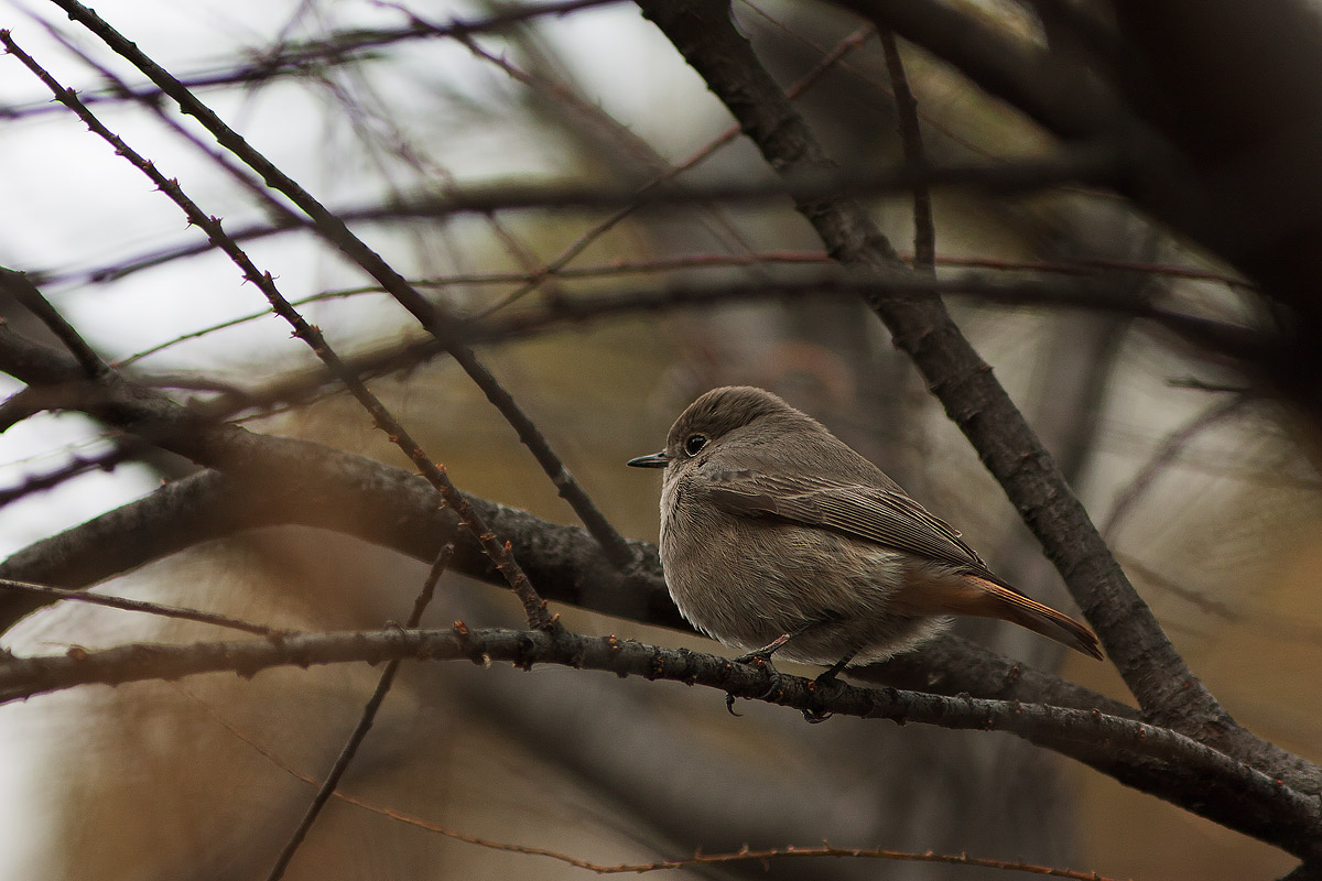 Black Redstart female
