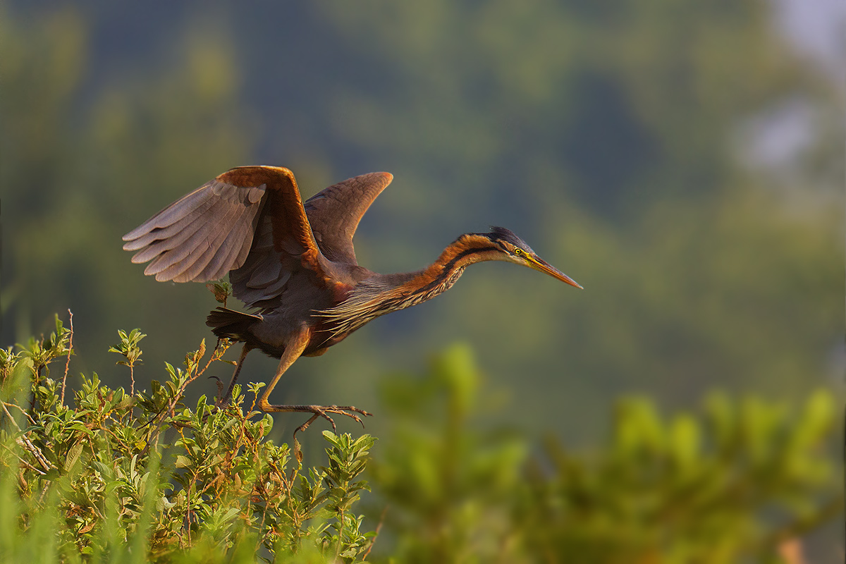 Purple Heron