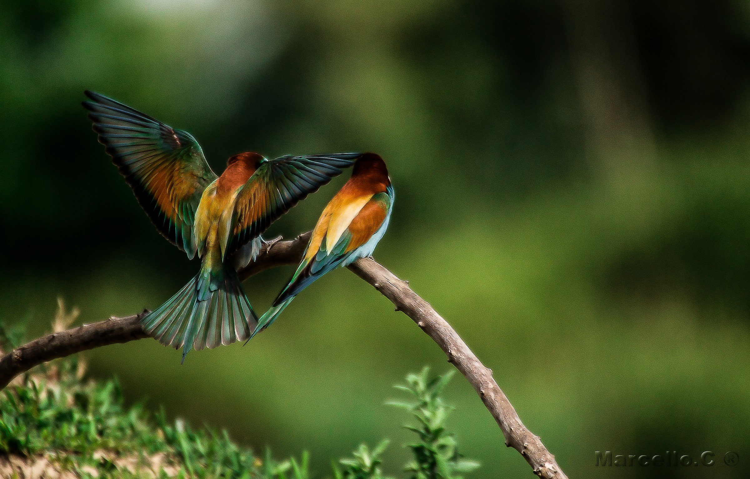 Bee-eaters Isola della Cona