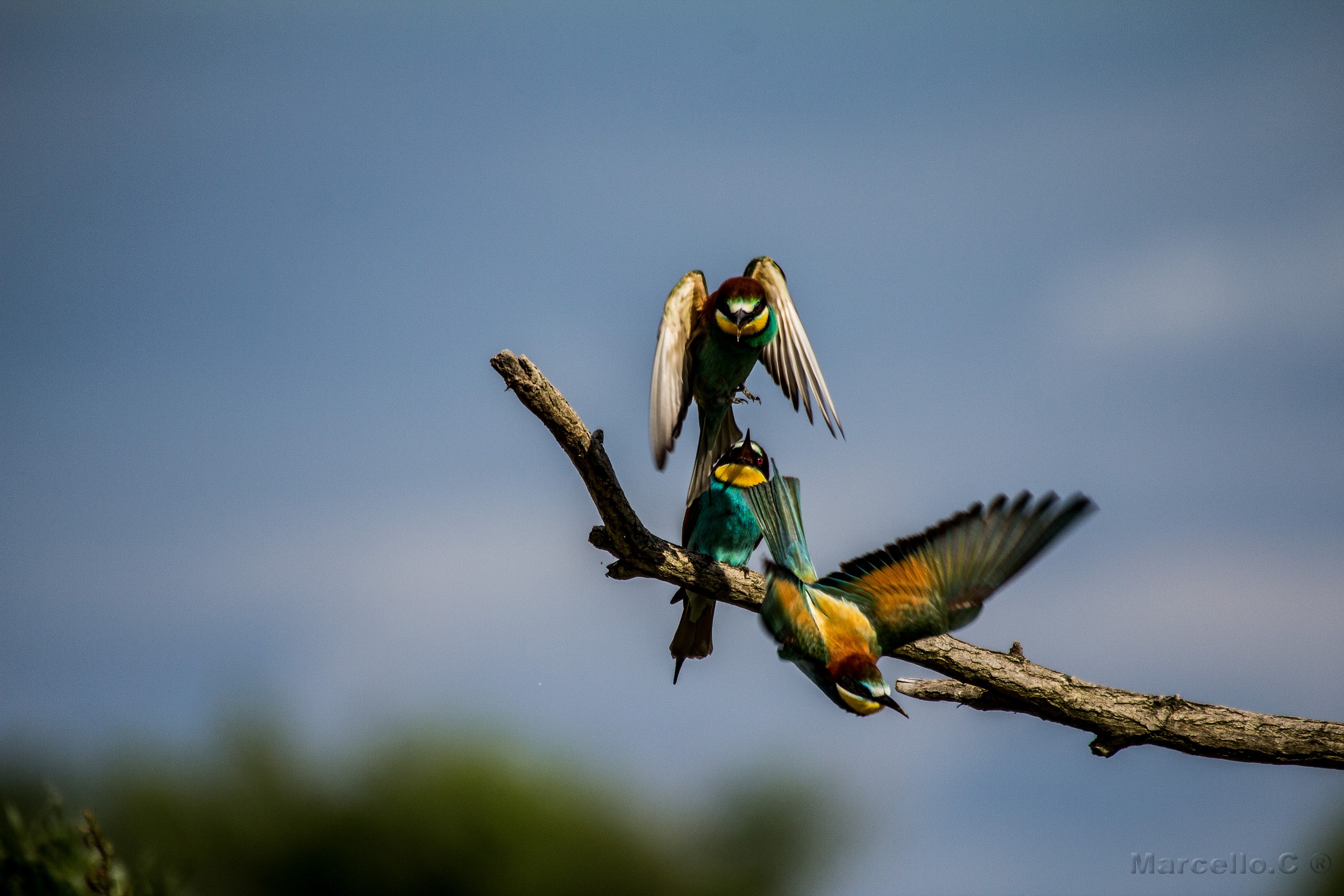 Bee-eaters Isola della Cona