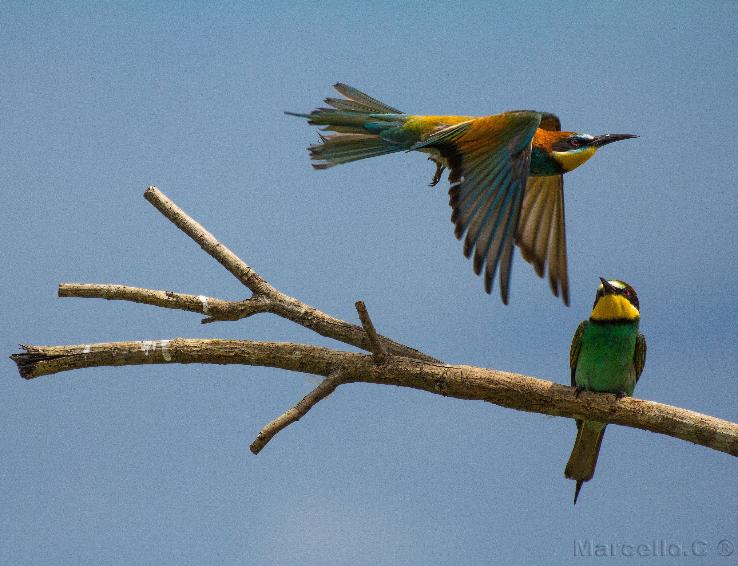 Bee-eaters Isola della Cona