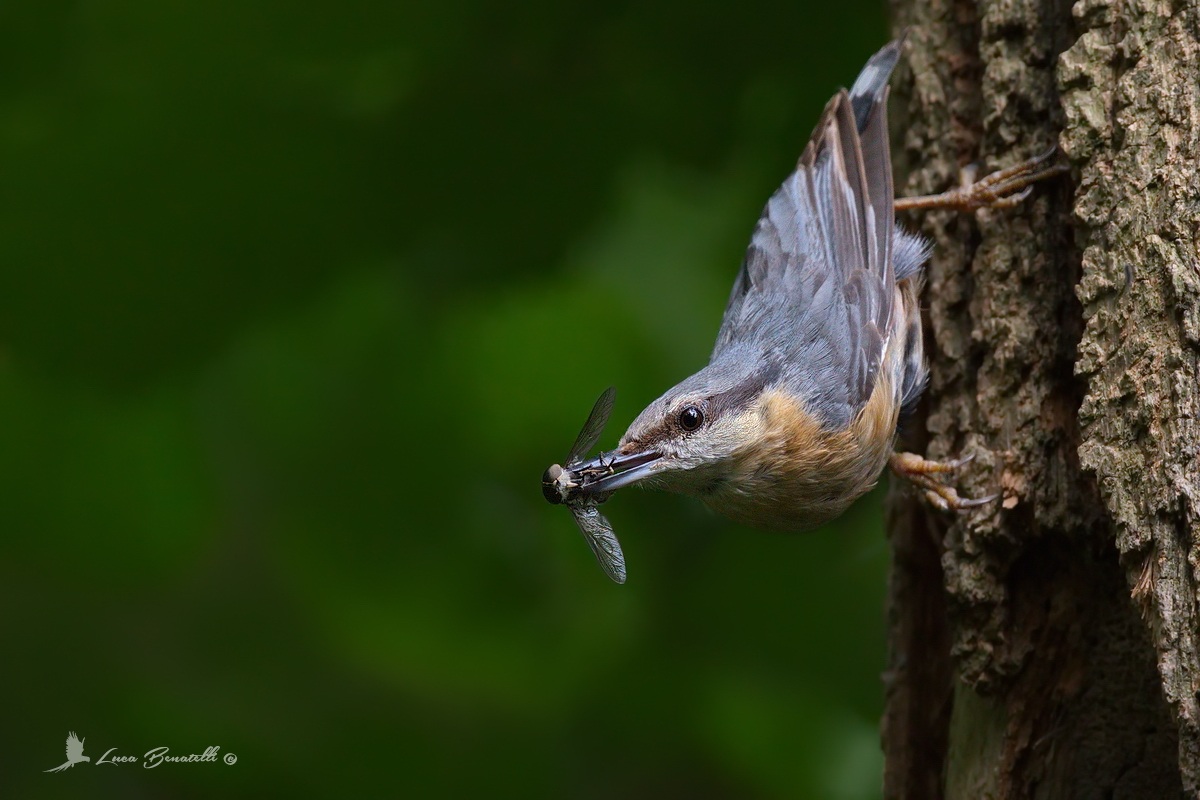 muratore con preda per la prole