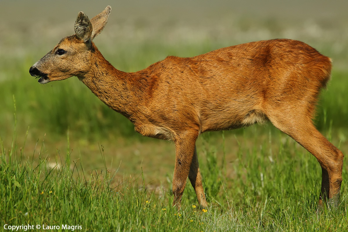 Incontro ravvicinato