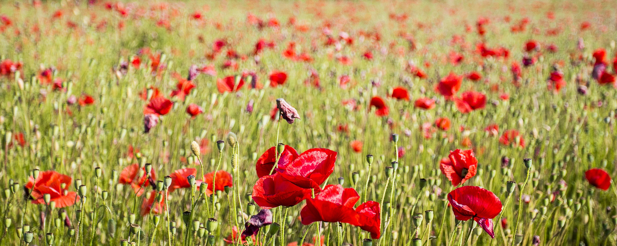 Poppies 1