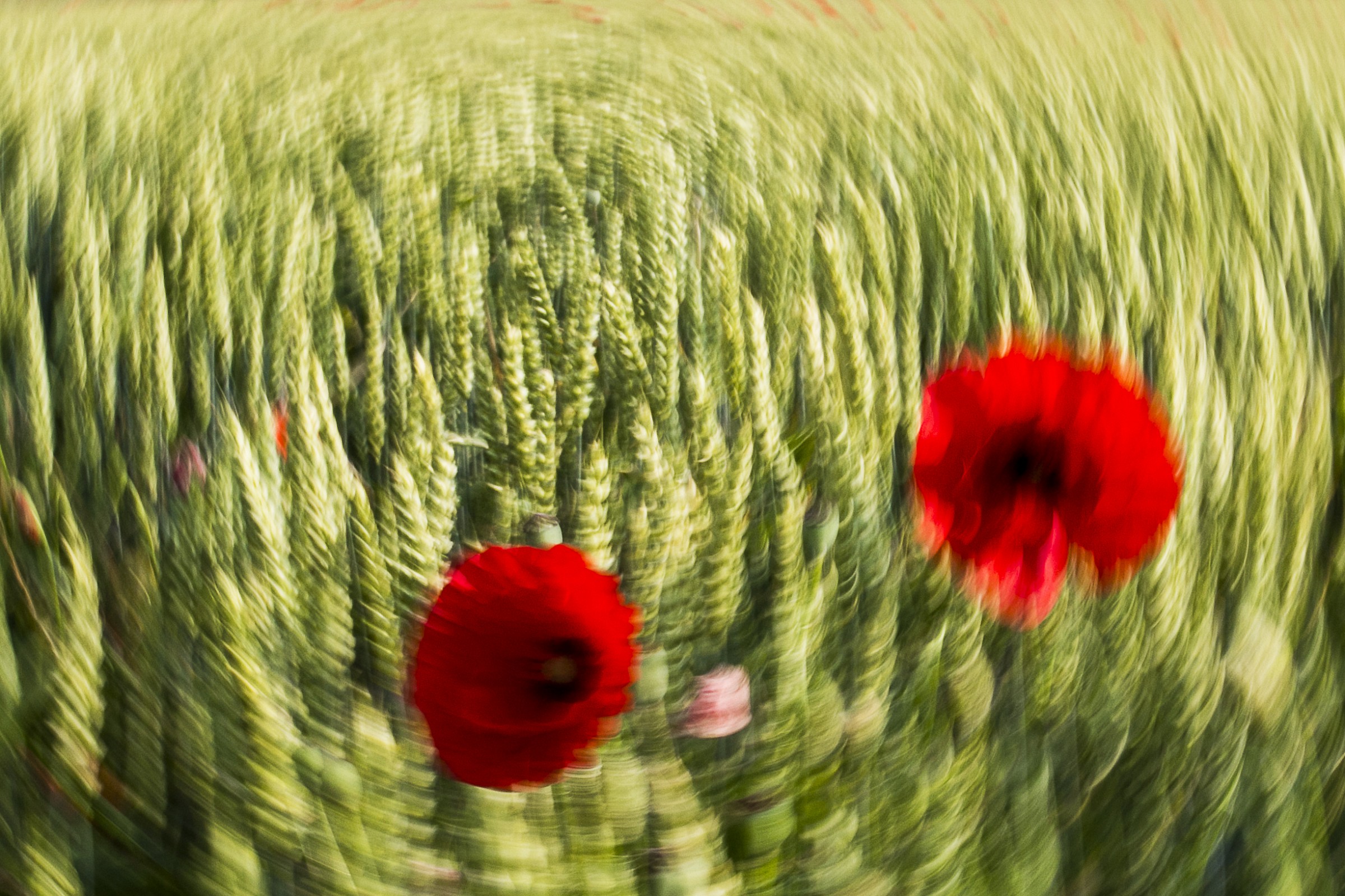 Poppies 2