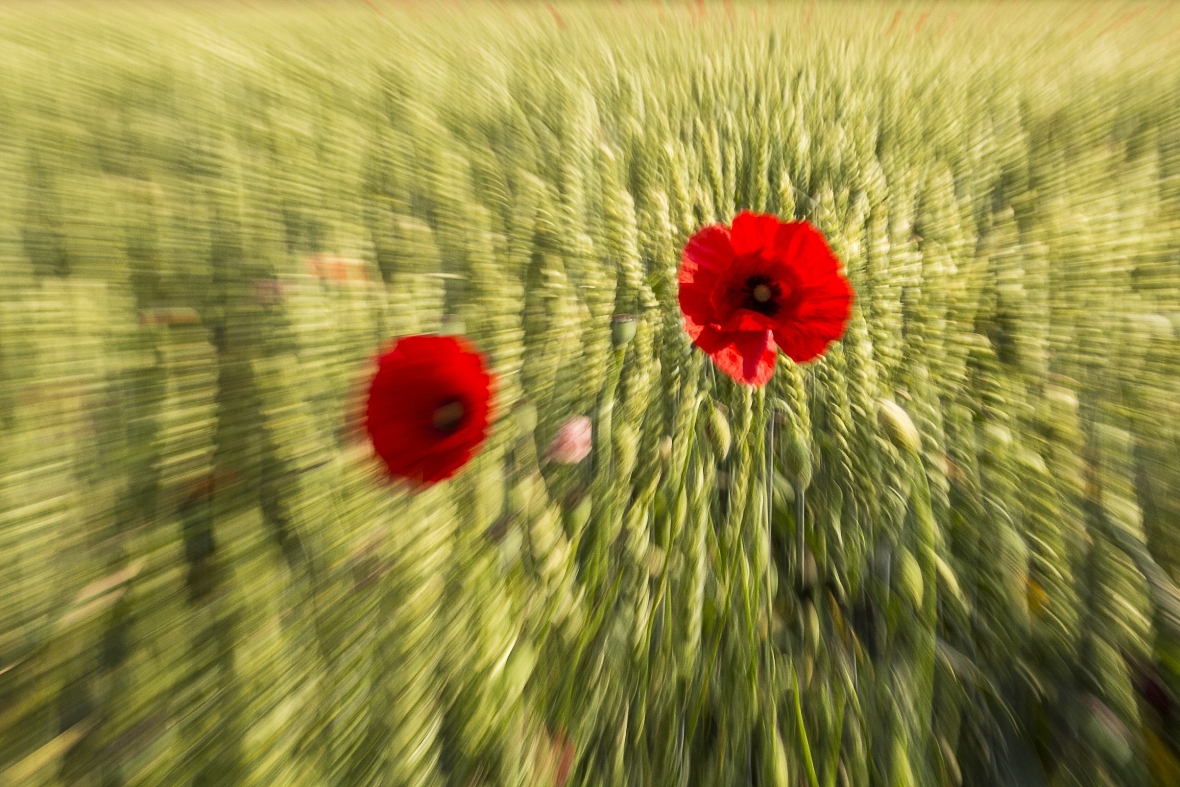 Poppies 3