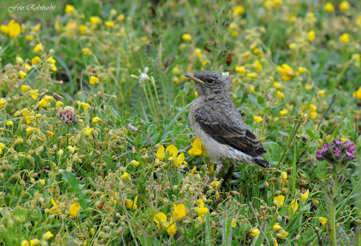 Culbianco... dopo l'involo...