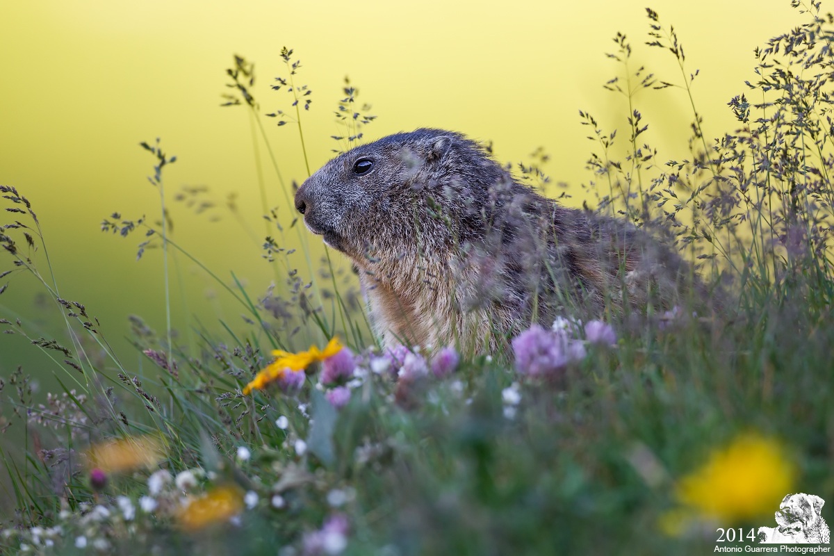 Alba con marmotta