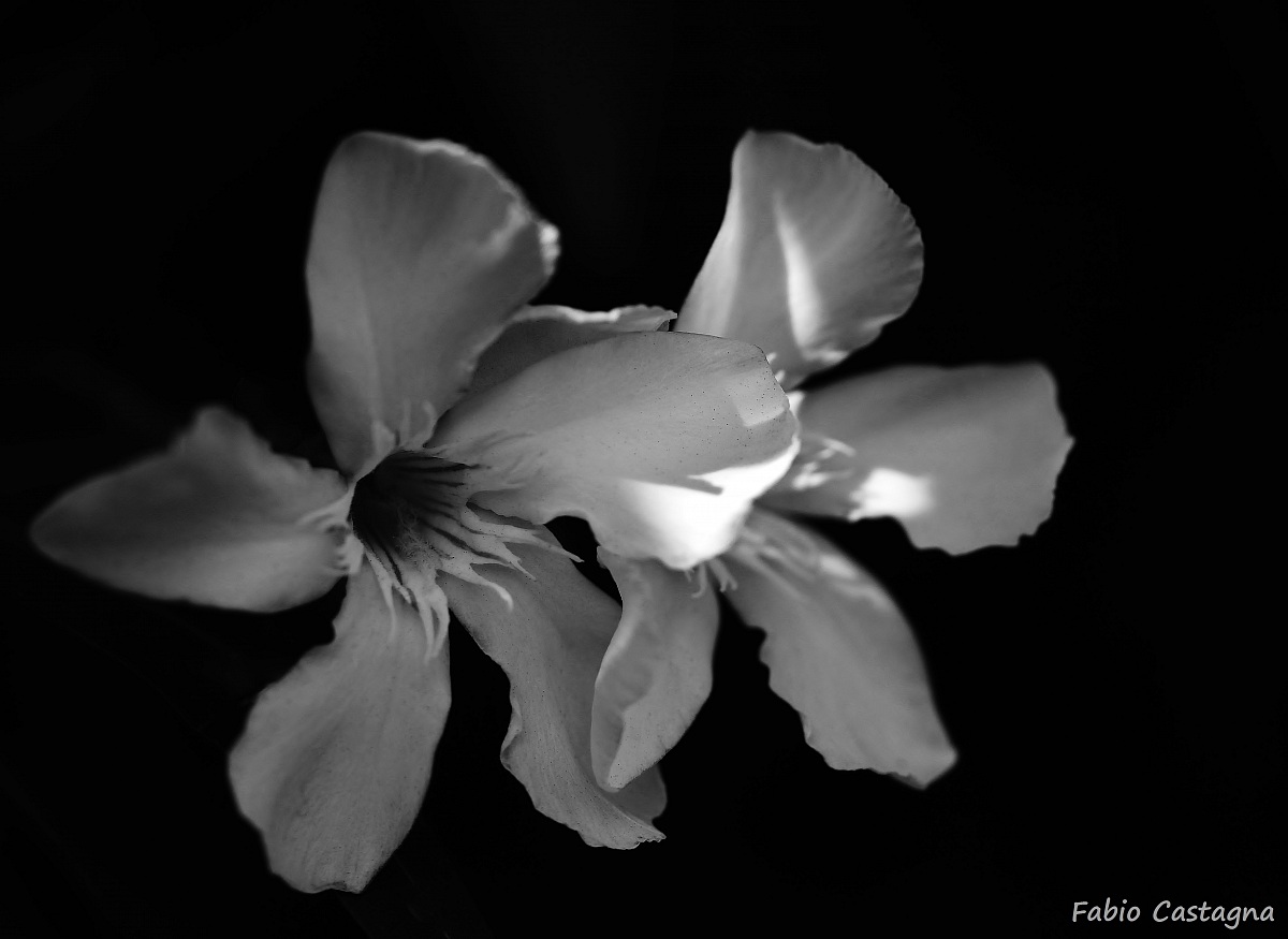 Simply Black and White