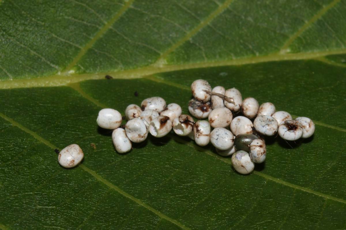eggs hatched (Saturnia pyri)
