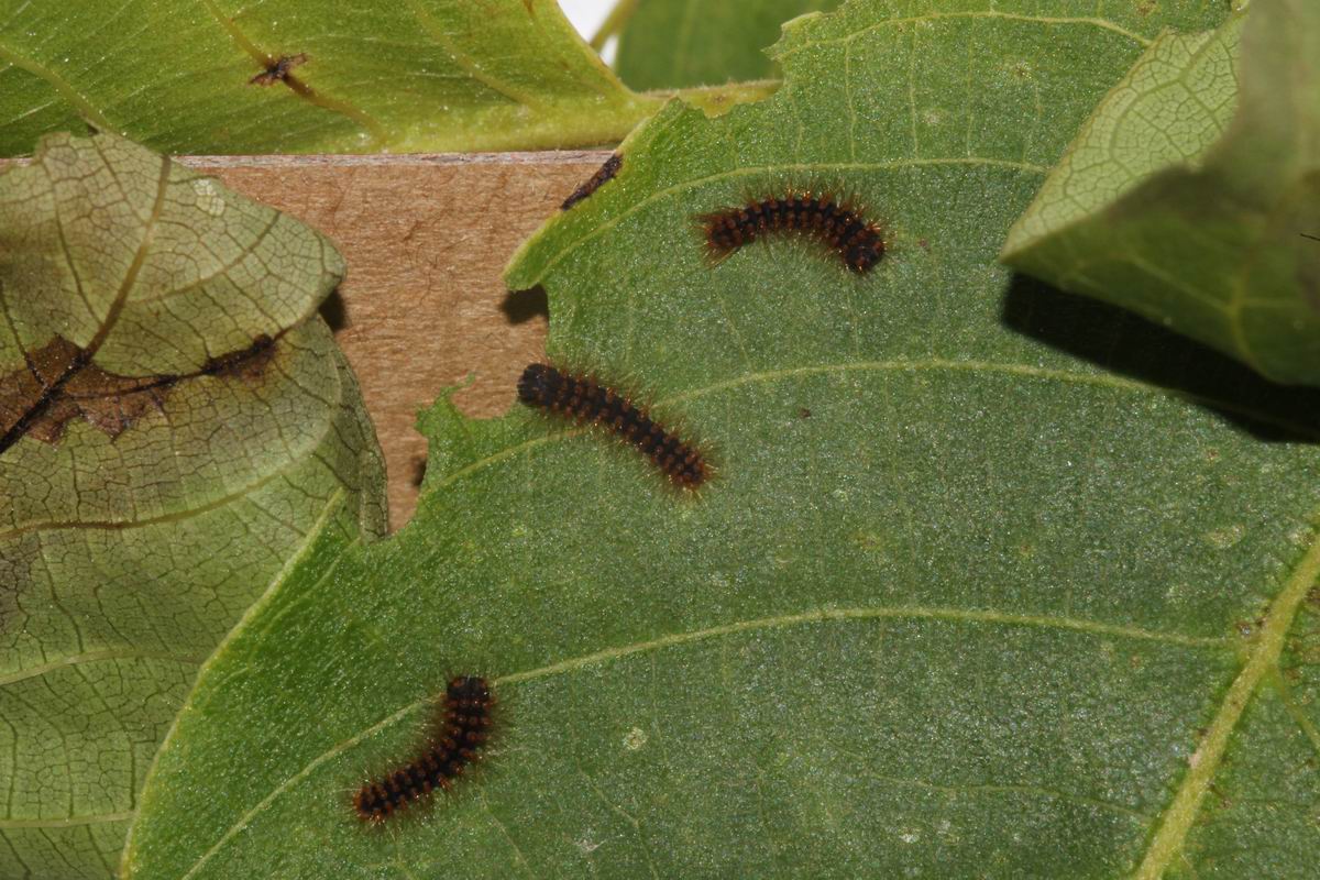 caterpillars infants (Saturnia pyri)