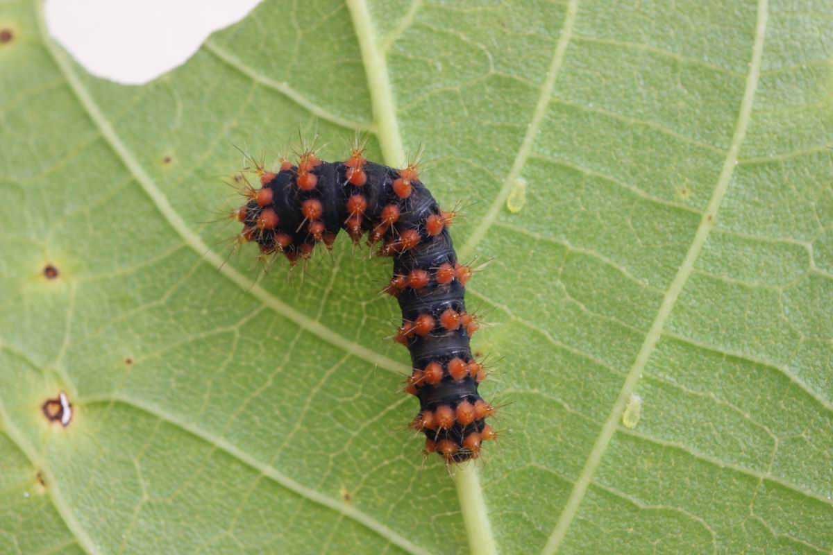 first moult (Saturnia pyri)