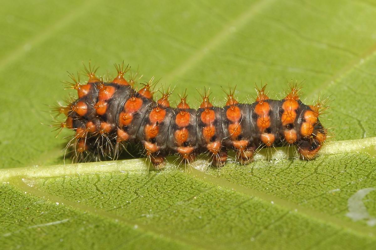first moult (Saturnia pyri)